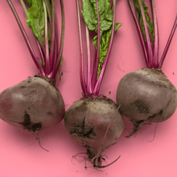 Global Fruits Farmers Exporters