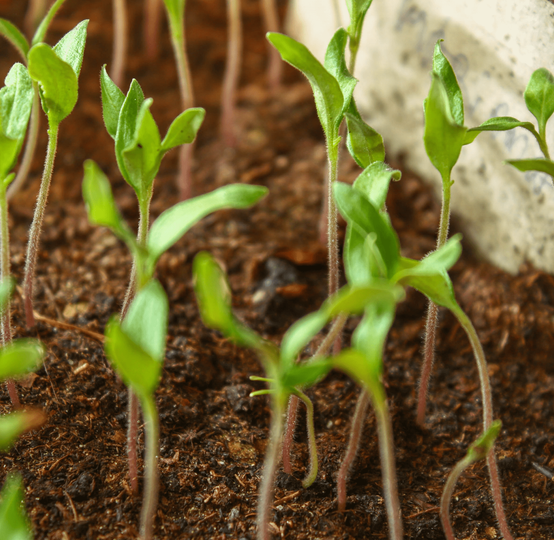 Global Fruits Farmers Exporters