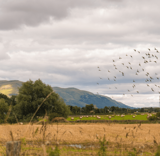 Global Fruits Farmers Exporters