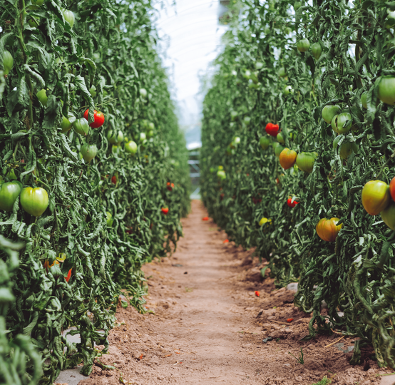 Global Fruits Farmers Exporters