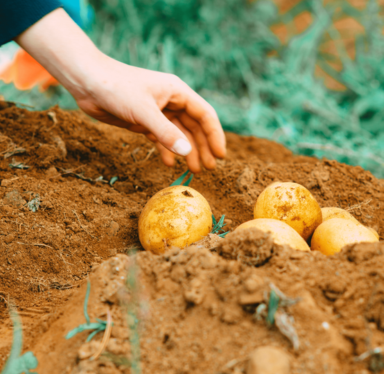 Global Fruits Farmers Exporters