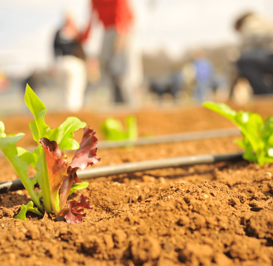 Global Fruits Farmers Exporters