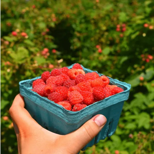 Global Fruits Farmers Exporters