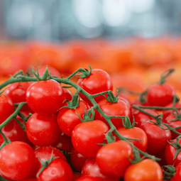 Global Fruits Farmers Exporters