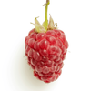 Global Fruits Farmers Exporters
